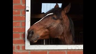 Família leva cavalo para fazer surpresa aos bisavós