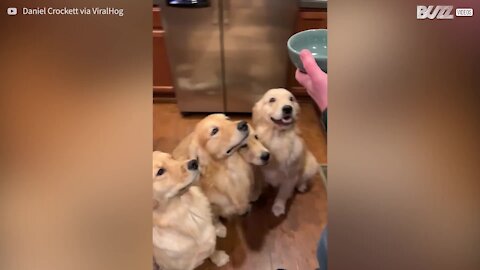 Cães aguardam ansiosamente por biscoitos que não existem