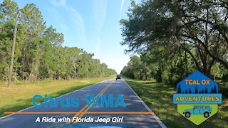 We Take an Interesting Ride Through Citrus Wildlife Management Area with Florida Jeep Girl