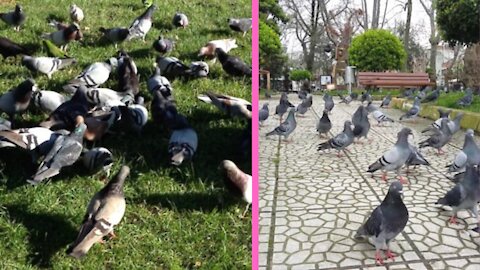 pigeon animals videos 2021 | #pigeon |Susantha11