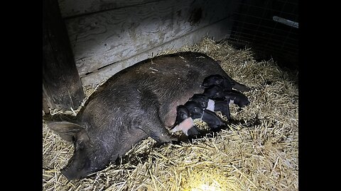 New Piglets are here!!!