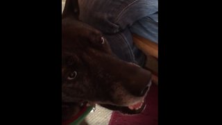 Funny dog perfectly sings along to favorite song