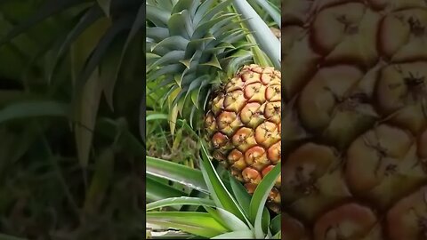 Pineapple Growing 101. #shorts #tropicalfruits