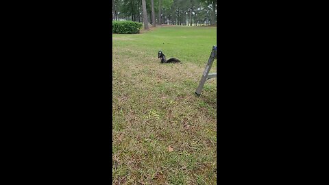 Black squirrels in N Carolina