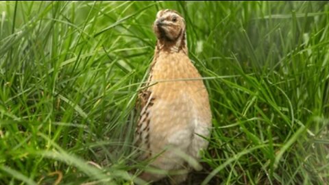 Common Quail sound (Coturnix coturnix)