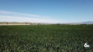 Drought having serious impact on Idaho's wheat crop