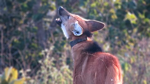 Wild Maned Wolf roar-barking