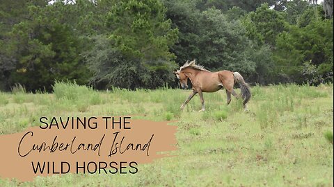 Saving the Cumberland Island Wild Horses - Trailer