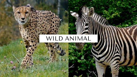 Wild Animals - Animal Video -HD video ( Nature in the world )