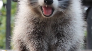 Fruity snack for friendly raccoon