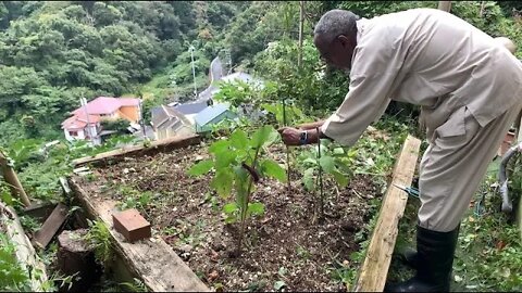 Autumn Garden Preps - I'm psyched!