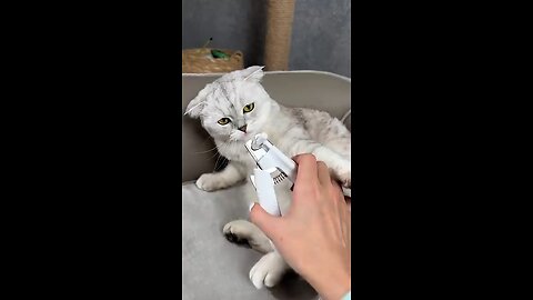 How to trim your cat`s claws 🦞