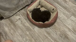 Toy Poodle and Kitten playing