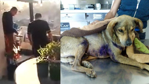 TERRIBLE! A family dog was thrown in a hot barbecue grill by A PSYCHOPATH