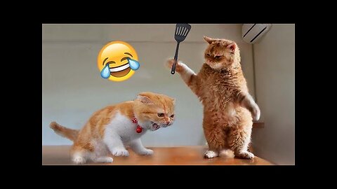 Furry Funnies 2023: Cats & Dogs Steal the Show in Hilarious Video Compilation