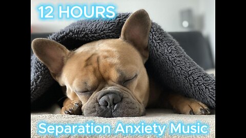 Dog Music for Separation Anxiety and Psychological Stability🐶 TV for Dogs & Fast-Boredom Busting