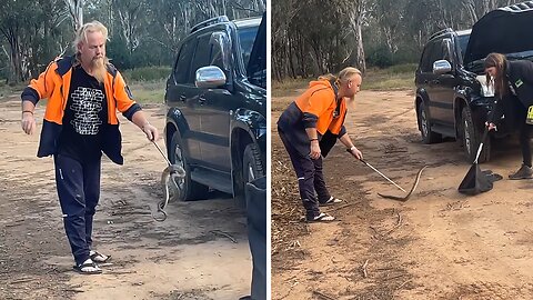 Close Encounter: Tiger Snake Confronts Aussie "Work Boots"