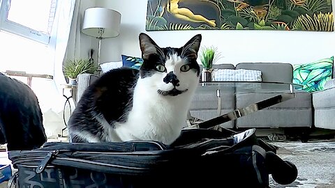 Cat sees owner's suitcase, gets vocally sad about it
