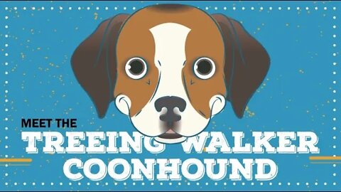 Treeing Walker Coonhound | CKC Breed Facts & Profile