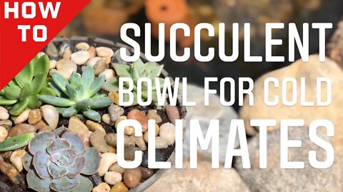 HOW TO PLANT A SUCCULENT BOWL FOR COLD CLIMATES. HINT!!! It’s all in the soil! | Gardening in Canada