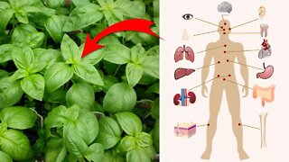 4 Surprising Health Benefits of Basil