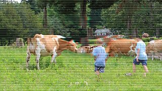 Details of the Amish Farmer Story Prove the FDA and USDA Should Be Dissolved Completely