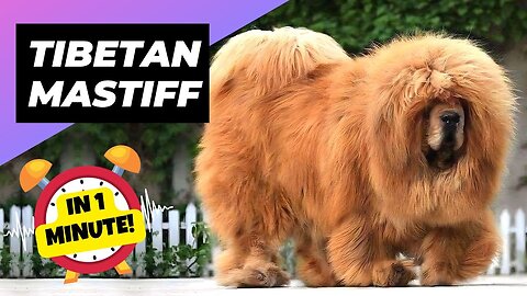 cute dog Tibetan Mastiff - 🐶 The King of Fluffy Giants! Animals