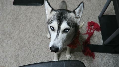 Husky not a fan of Daylight Saving Time