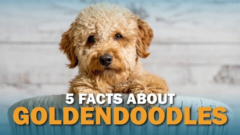 5 Golden Doodle Facts | Talkin Dogs
