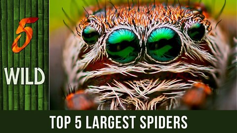 Top 5 Largest Spiders That Will Fuel Your Arachniphobia | 5 WILD