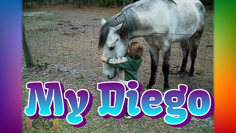 Gemini Oasis Horses: My Diego