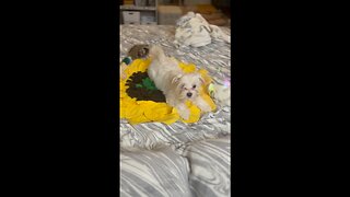 Puppy playing with bubbles 🐶