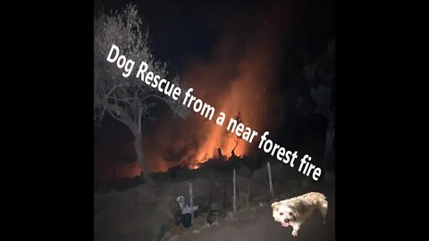 Short Movie Story - Forest Fire And A Lucky Dog