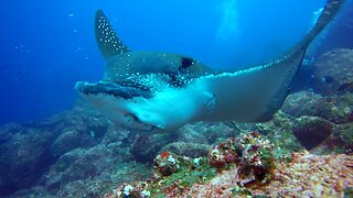 Stingray takes shelter among divers surrounded by hammerhead sharks