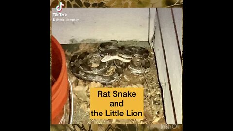 Rat Snake and the Little Lion
