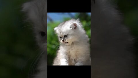 cute kitten meowing, Funny cute pets lovers #funny