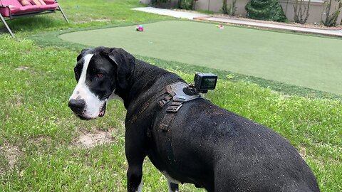 GoPro Survives Grass Roll Over & Swimming With Great Dane & Keeps Filming - Part 2