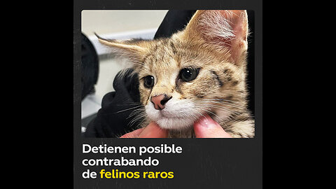 Impiden un intento de contrabando de cachorros de serval africano