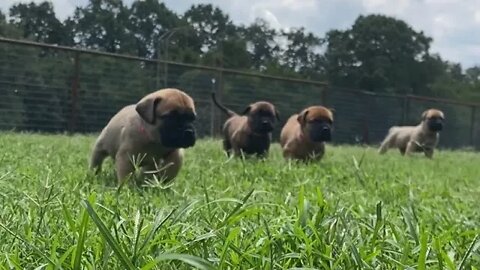 Chip Puppies take on the outdoors! lonelycreek bullmastiff