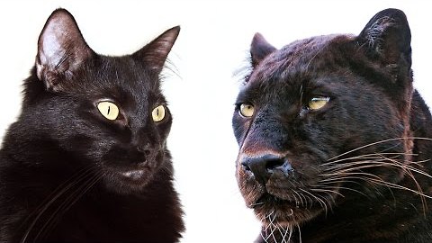 10 Ways Domestic Cats and Big Cats Are Similar