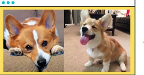 Corgi Pups Are Adorable | Aww Cute Dogs