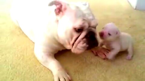 Bulldogs puppy Angry with her mom..