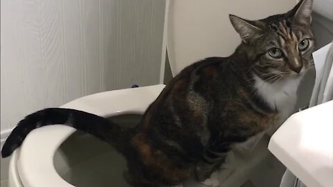 Kitty toilet trains herself, totally surprises her family