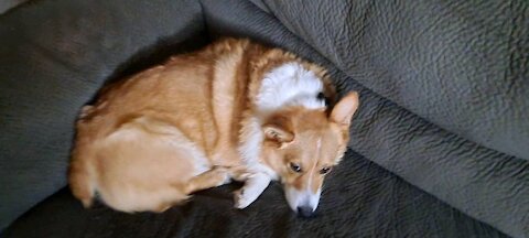 Sleepy corgi