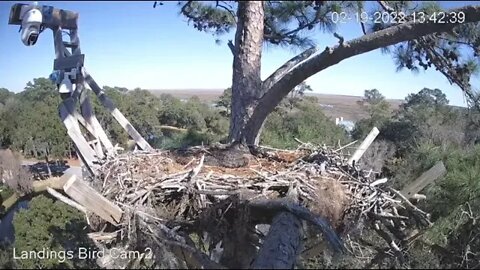 Mom On Defense-Hawk/Osprey Heard-Cam 2 🦉 2/19/22 13:42