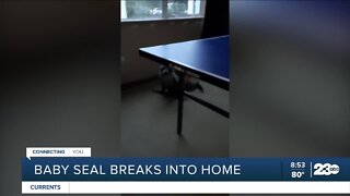 Baby seal breaks into home