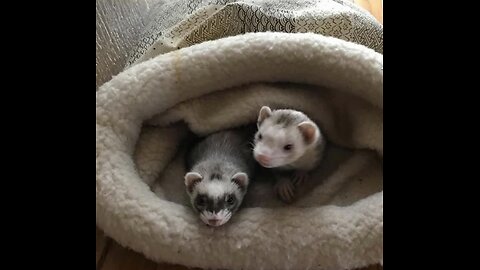 Cute Ferret Videos