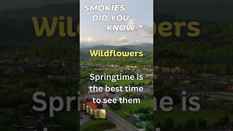 Wildflowers in the Smokies - Did you know? #smokies