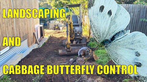 Cabbage Butterfly Control In Aquaponics & Landscaping Has Started