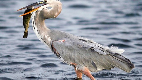 Four "Blue Heron" Standing Side By Side Looking For Fish